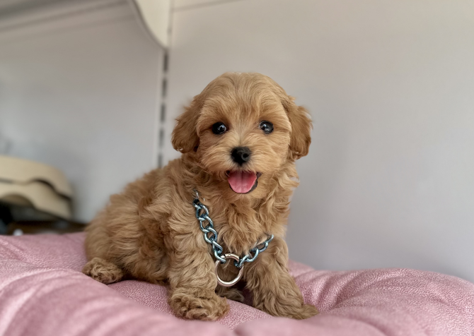 Maltipoo safkan son jenerasyon yavrularımız